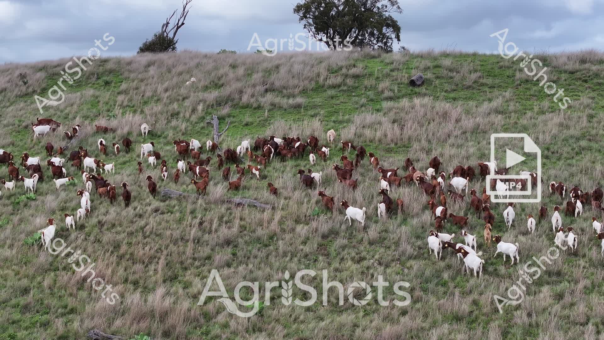 A substantial herd of mixed-breed goats grazes across a gently undulating grassland, their brown and white coats creating a dynamic mosaic against the muted grey and green landscape. The paddock features native grasses in various stages of growth, with patches of dry silvery-grey vegetation interspersed with vibrant green areas, suggesting recent rainfall or seasonal transition. Scattered fallen timber and a few resilient trees punctuate the background, providing natural landmarks in this expansive pastoral scene. A cluster of trees crowns the distant hill, offering a focal point and sense of depth to the panoramic view. The overcast sky contributes a soft, diffused light that enhances the textural qualities of the landscape, highlighting the goats' varied coloration and the subtle contours of the terrain. This image captures the essence of extensive grazing practices, showcasing how livestock interact dynamically with the Australian rural landscape.

The scene appears to be from a large agricultural property, likely in a region with diverse pasture conditions, where goat farming represents an adaptive and sustainable approach to land management. The herd's scattered but cohesive movement suggests they are freely grazing, demonstrating the natural browsing behavior of goats in an open grazing environment.