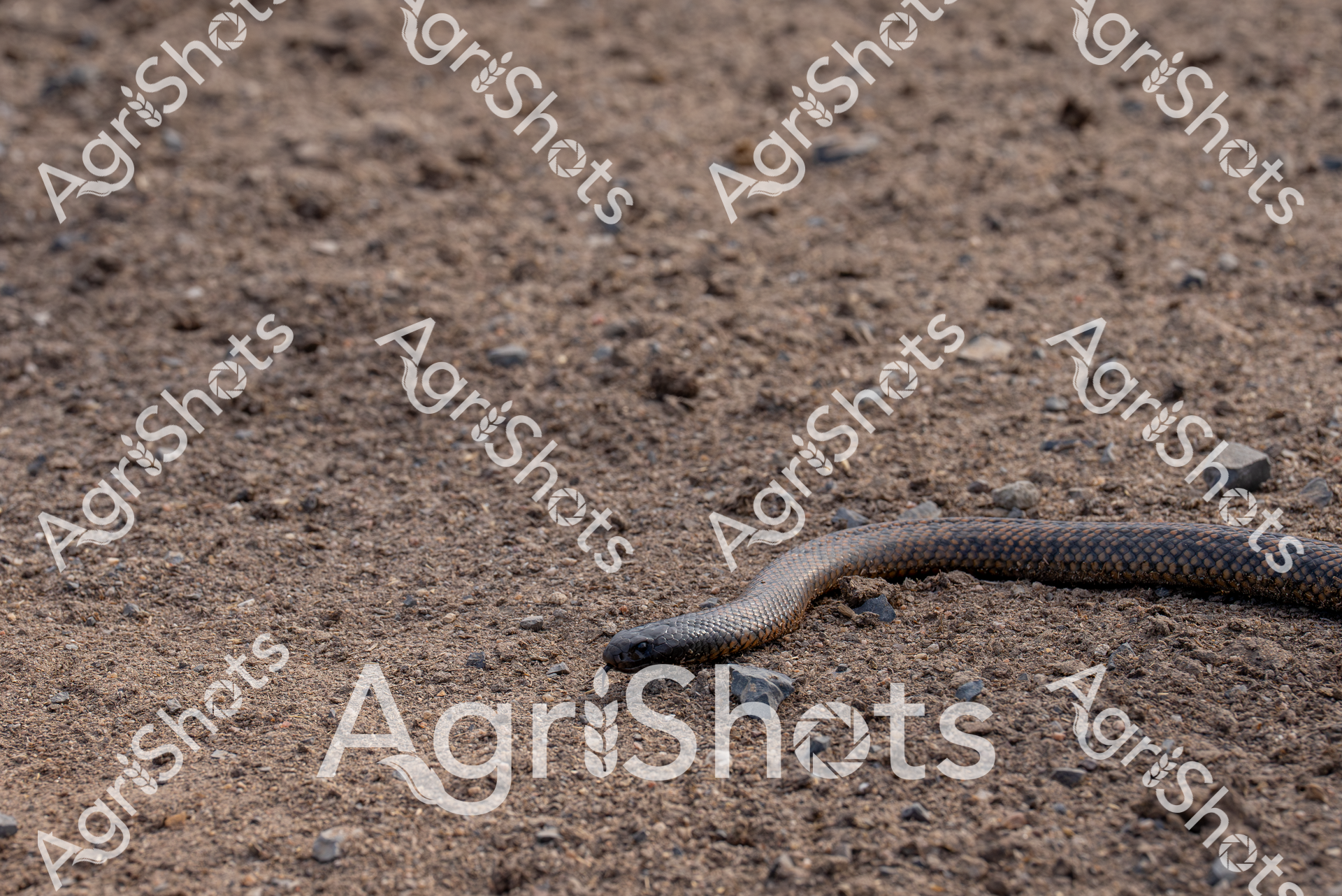 Stretched across the parched, dusty ground of a Queensland feedlot, a sinuous snake navigates the sun-baked earth during the intense summer heat. Its sleek, scaled body blends seamlessly with the gravelly, stone-strewn terrain, a testament to the harsh and unforgiving landscape of rural Australia. The snake's mottled grey-brown coloration provides perfect camouflage against the dry, cracked soil, highlighting the remarkable adaptability of wildlife in agricultural environments. The close-up perspective reveals intricate scale patterns and the serpent's smooth, muscular form as it moves with quiet purpose across the rocky ground. This moment captures the raw, untamed essence of the Australian outback, where livestock, wildlife, and agricultural landscapes intersect in a delicate ecological balance. The image speaks to the resilience of creatures that call these challenging agricultural spaces home, surviving and thriving in conditions that demand extraordinary survival skills.