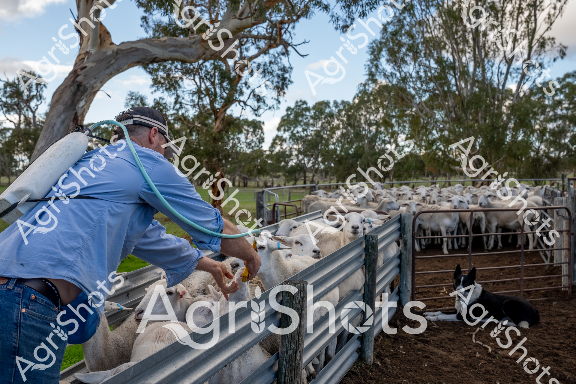 A sheep farmer tends to the flock during a crisp morning in a classic Australian pastoral setting. Wearing a light blue work shirt and cap, the farmer carefully handles a young lamb within a metal livestock gate, surrounded by a mob of white wooled sheep. A black and white working dog sits attentively nearby, ready to assist with herding. The scene is framed by a majestic eucalyptus tree with distinctive pale bark, its branches stretching across a soft blue sky and green paddock backdrop. The composition captures the quiet concentration of rural agricultural work, highlighting the connection between farmer, animals, and landscape. Soft natural light emphasizes the textural details of the weathered metal gates, the sheep's woolly coats, and the rugged rural environment, embodying the essence of Australian sheep farming.