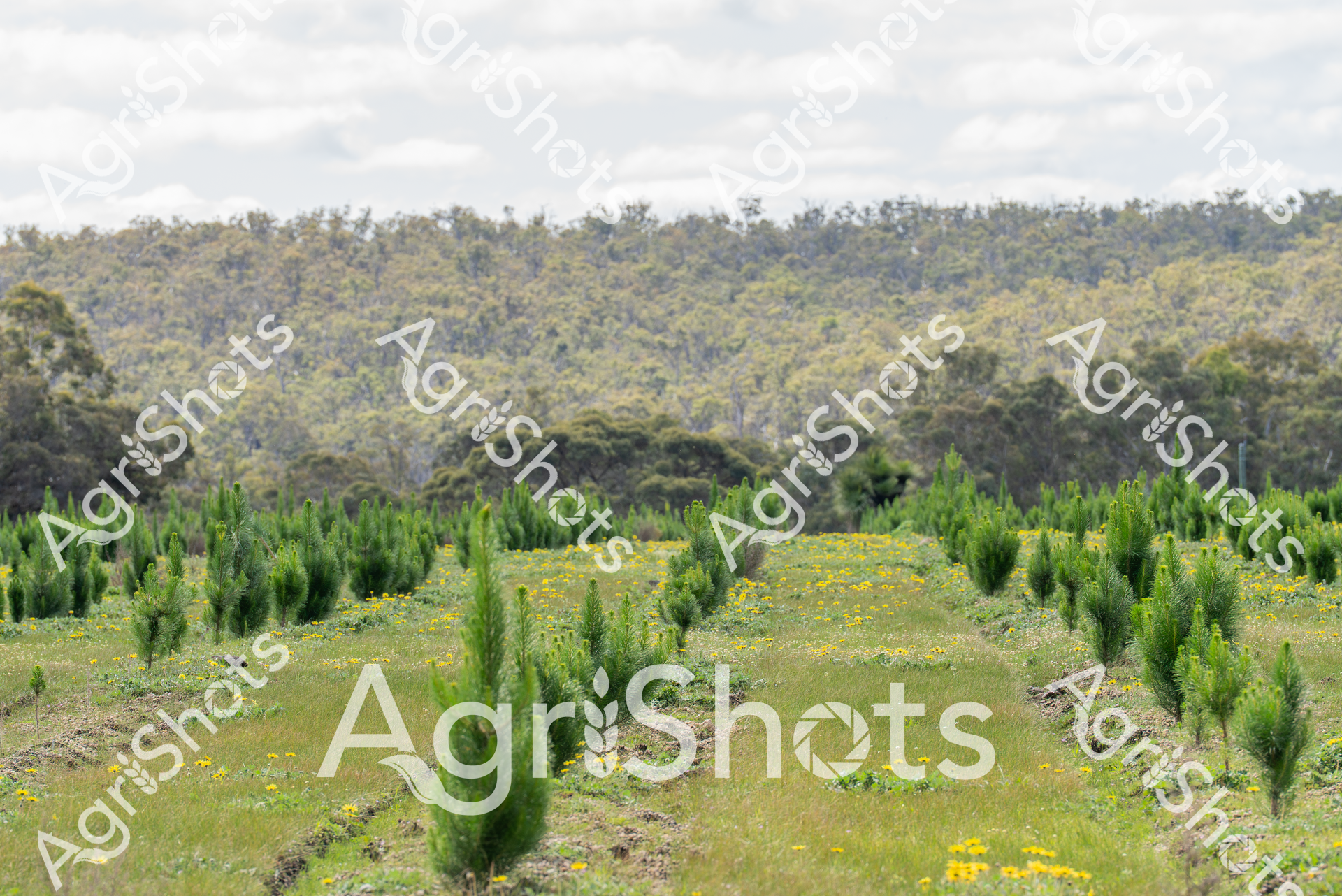 ALMABIN_8048986566_9033412-scaled-watermarked-image-1.png