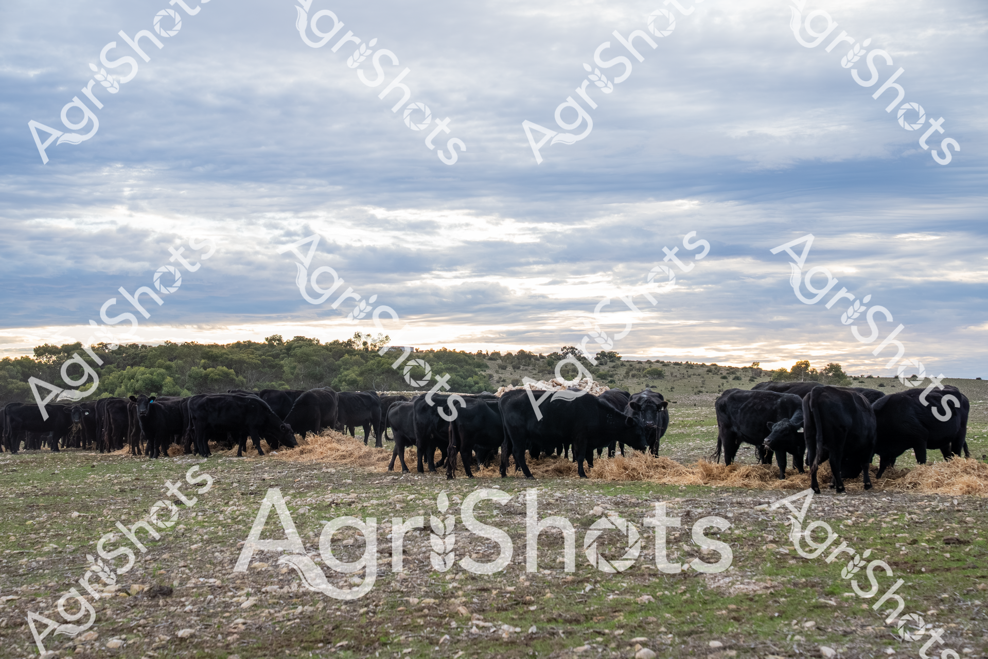 Angus cattle graze peacefully across a rocky pasture at dawn, their deep black coats contrasting sharply against the pale limestone ground and muted blue-gray skyline. Scattered straw provides supplementary feed as the herd clusters together, their muscular frames revealing the robust genetics of this premier beef breed. Soft morning light filters through scattered trees on the horizon, casting long shadows across the undulating paddock and highlighting the textured landscape of stone and sparse vegetation. The herd represents the pinnacle of Australian beef production - strong, well-developed Angus cattle bred for exceptional meat quality and resilience in challenging pastoral environments. Wisps of cloud drift overhead, suggesting the early hours of a cool seasonal morning, likely during autumn or winter when supplementary feeding becomes critical for maintaining livestock condition. The scene captures the essence of extensive cattle farming - a testament to careful breed management, sustainable land use, and the enduring connection between Australian farmers and the livestock.