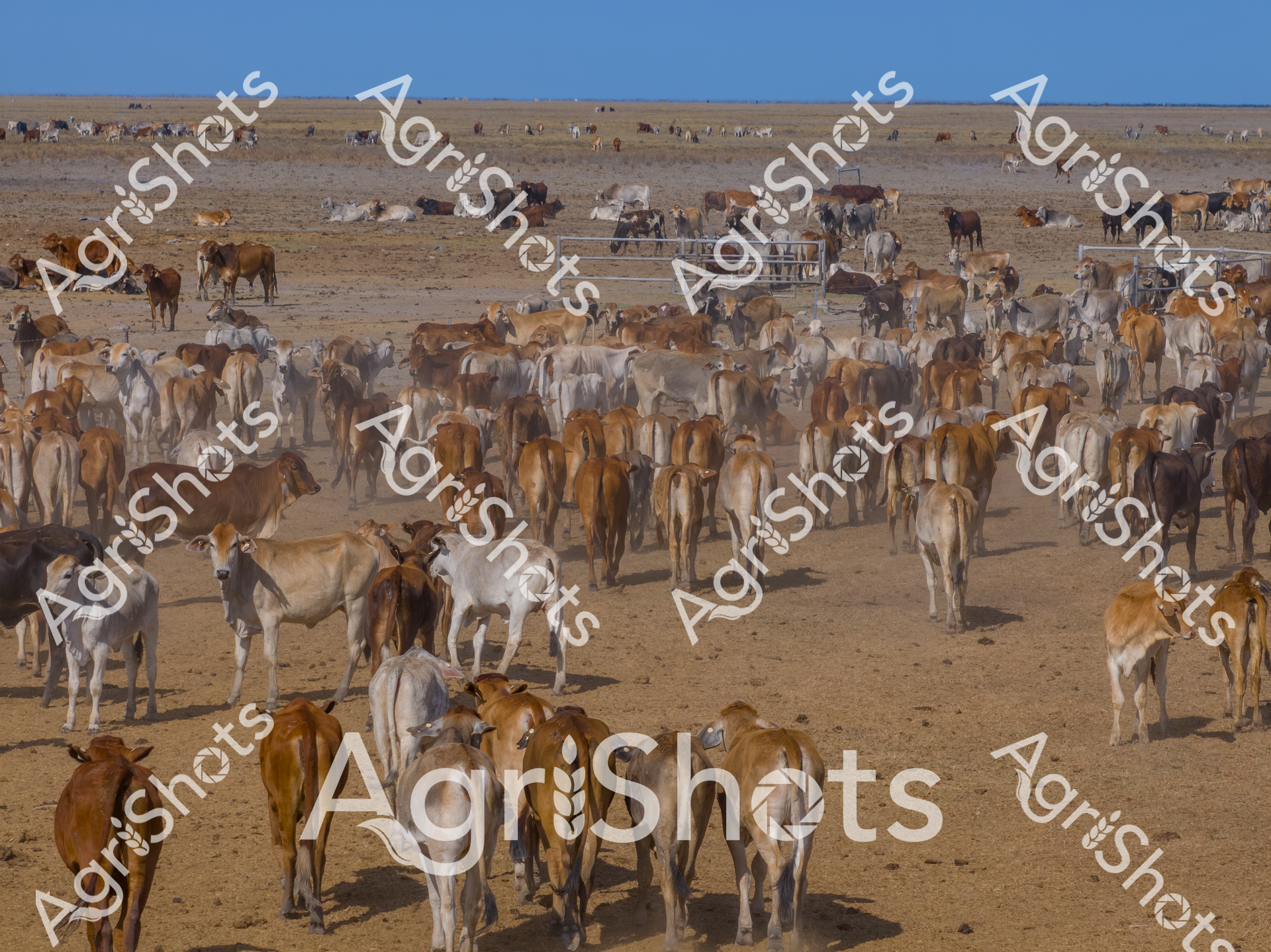 ALMABIN_8319719067_5368796-scaled-watermarked-image-1.png