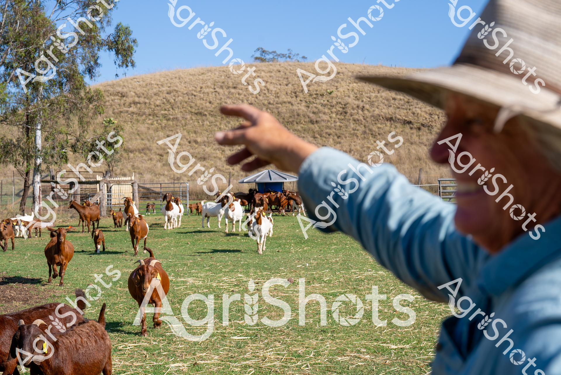 Burnished copper and pristine white Boer goats graze across the verdant pasture of a Queensland cattle station, their muscular frames testament to careful agricultural breeding. A weathered agricultural worker in a light blue shirt and wide-brimmed hat gestures toward the herd, surveying the animals with practiced expertise against a backdrop of golden hillsides and eucalyptus trees. The Darling Downs landscape stretches out in high summer clarity, with cloudless azure skies and dry grasslands highlighting the lush green paddock where the goats cluster near steel livestock fencing and a distant water tank. This scene captures the essence of modern Australian agricultural management - a skilled professional overseeing a valuable stud goat herd, representing the precision and care of contemporary livestock breeding. The rich chestnut and pristine white coats of the Boer goats shimmer in the intense sunlight, showcasing the genetic quality of this carefully curated agricultural enterprise. Every element speaks to the nuanced skill of rural agricultural practice: strategic animal husbandry, landscape management, and the critical role of experienced farmers in sustaining productive agricultural systems.
