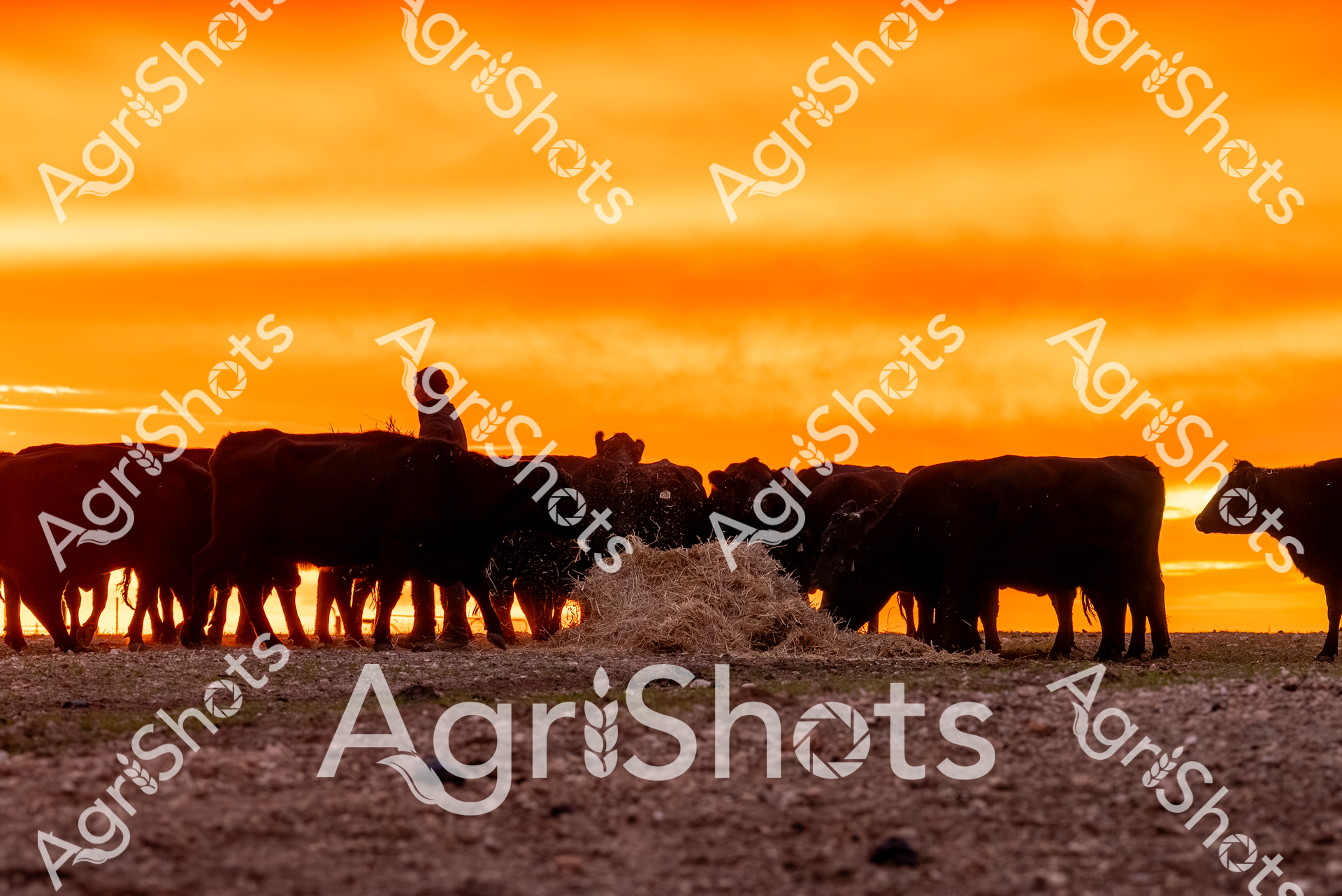 Silhouetted against a blazing golden sunset, a herd of black Angus cattle clusters around a hay bale, their powerful forms etched sharply against the intense orange sky. The arid landscape speaks to the harsh realities of drought, with rocky ground and minimal vegetation surrounding the cattle's lone source of sustenance. Each animal stands resolutely, creating a rhythmic line of dark shapes that contrast dramatically with the luminous background, highlighting the resilience of Australian livestock in challenging environmental conditions. The hay bale becomes a critical lifeline, representing the ongoing efforts of farmers to maintain their herds during difficult seasons. Warm amber and deep bronze tones dominate the scene, creating a powerful visual narrative of survival and agricultural endurance. This image captures the raw beauty and unforgiving nature of rural Australian agriculture, where livestock and landscape merge in a delicate balance of survival.