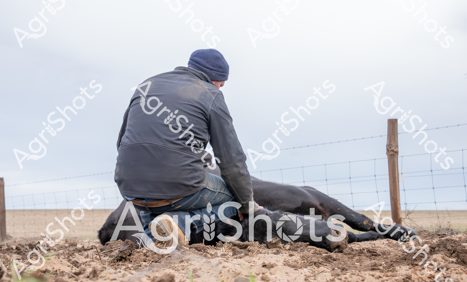 A stoic farm worker cradles a fallen young black cow in a barren, drought-affected paddock, his grey jacket and blue beanie reflecting the harsh rural landscape. The lean, lifeless animal lies motionless on parched, cracked earth, symbolizing the brutal challenges of agricultural survival in extreme conditions. Fencing in the background defines the boundaries of this unforgiving terrain, where every blade of grass and every animal represents critical economic and emotional investment. The muted palette of greys, browns, and washed-out blues captures the emotional weight of agricultural hardship, with the worker's protective posture suggesting both professional duty and deep compassion. This poignant moment encapsulates the raw vulnerability of livestock farming, where environmental pressures can swiftly and mercilessly transform potential into loss. The image speaks to resilience, the constant battle against nature's unpredictability, and the profound human connection to agricultural life.