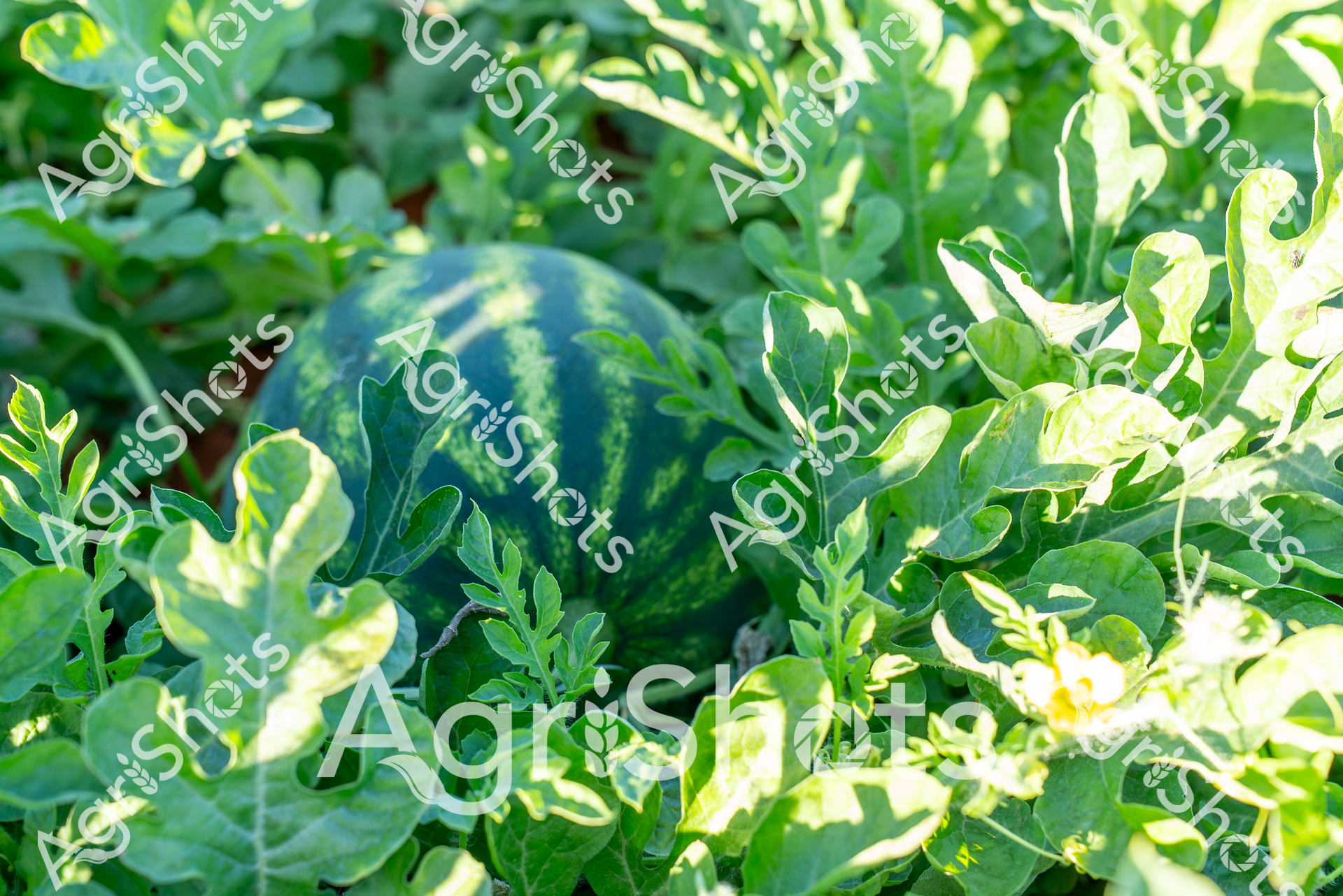 ALMABIN_9167625592_5095800-scaled-watermarked-image-1.png