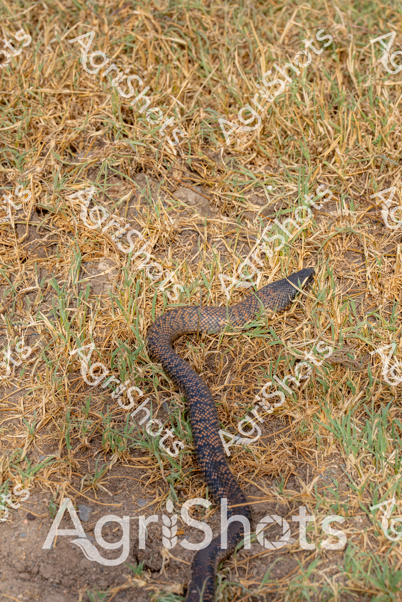 Coiled amid sun-bleached pasture grass, a striking reptilian sentinel marks its territory across a dry agricultural landscape. The snake's intricate scales shimmer in deep charcoal and burnt orange, creating a mosaic of defensive camouflage against the parched ground. Tufts of golden dry grass and sparse green shoots punctuate the ground, revealing the harsh summer conditions typical of Queensland's agricultural regions. This serpent, likely a native species adapted to challenging outback environments, represents the complex ecological interactions within farming ecosystems. Its muscular form suggests both vulnerability and resilience, mirroring the delicate balance of survival in Australia's challenging agricultural terrains. The muted earth tones and textured ground capture the unforgiving nature of rural landscapes during peak summer heat, where every creature must negotiate survival with strategic precision.