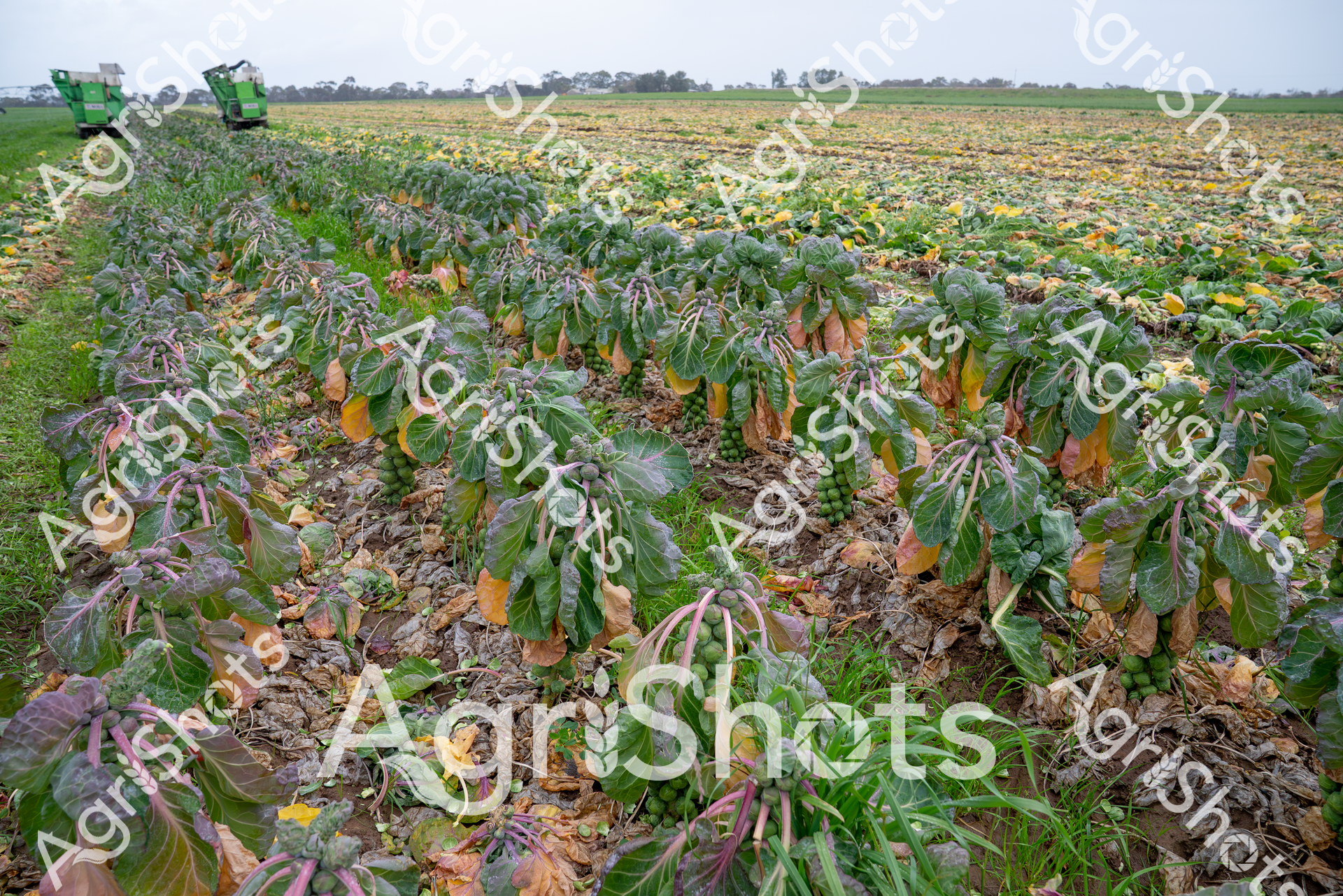 ALMABIN_9425467514_4449837-scaled-watermarked-image-1.png