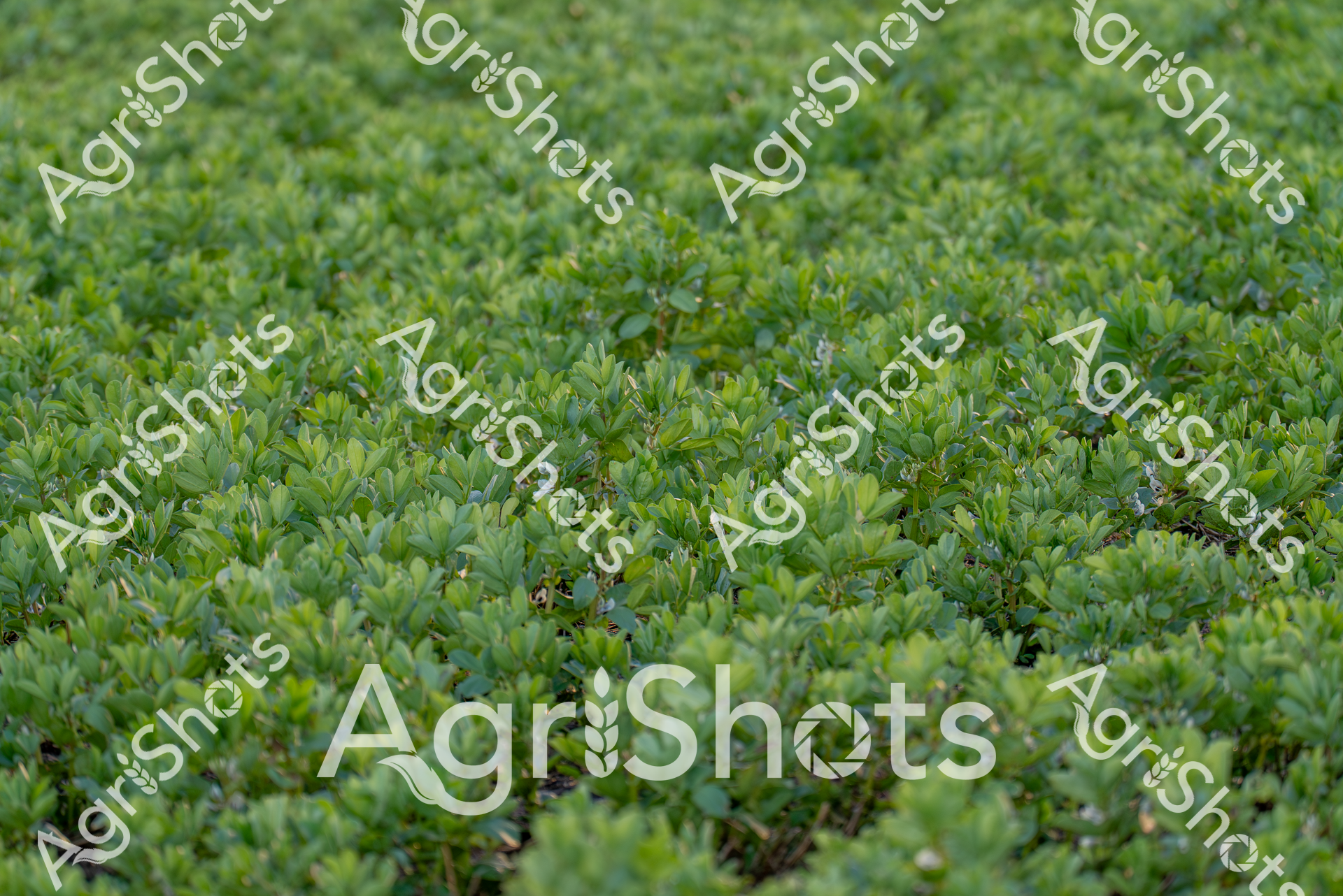 ALMABIN_9710712130_9065071-scaled-watermarked-image-1.png