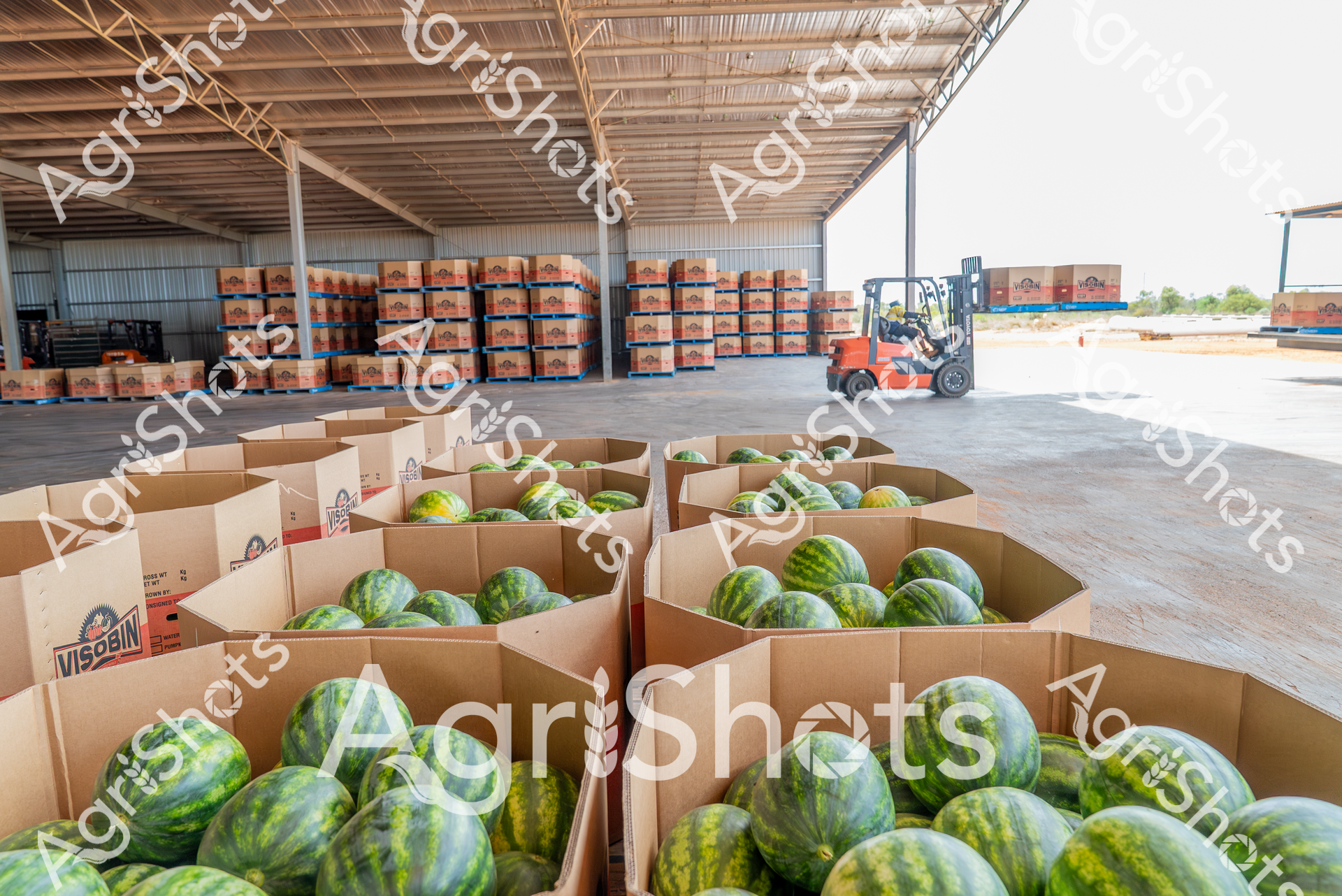 A warehouse filled with rows of cardboard boxes packed with ripe, green watermelons. A forklift operator can be seen in the background moving pallets of stacked boxes, while the foreground shows fresh watermelons neatly organized and ready for distribution. The large, industrial storage space highlights the scale of watermelon production and distribution.