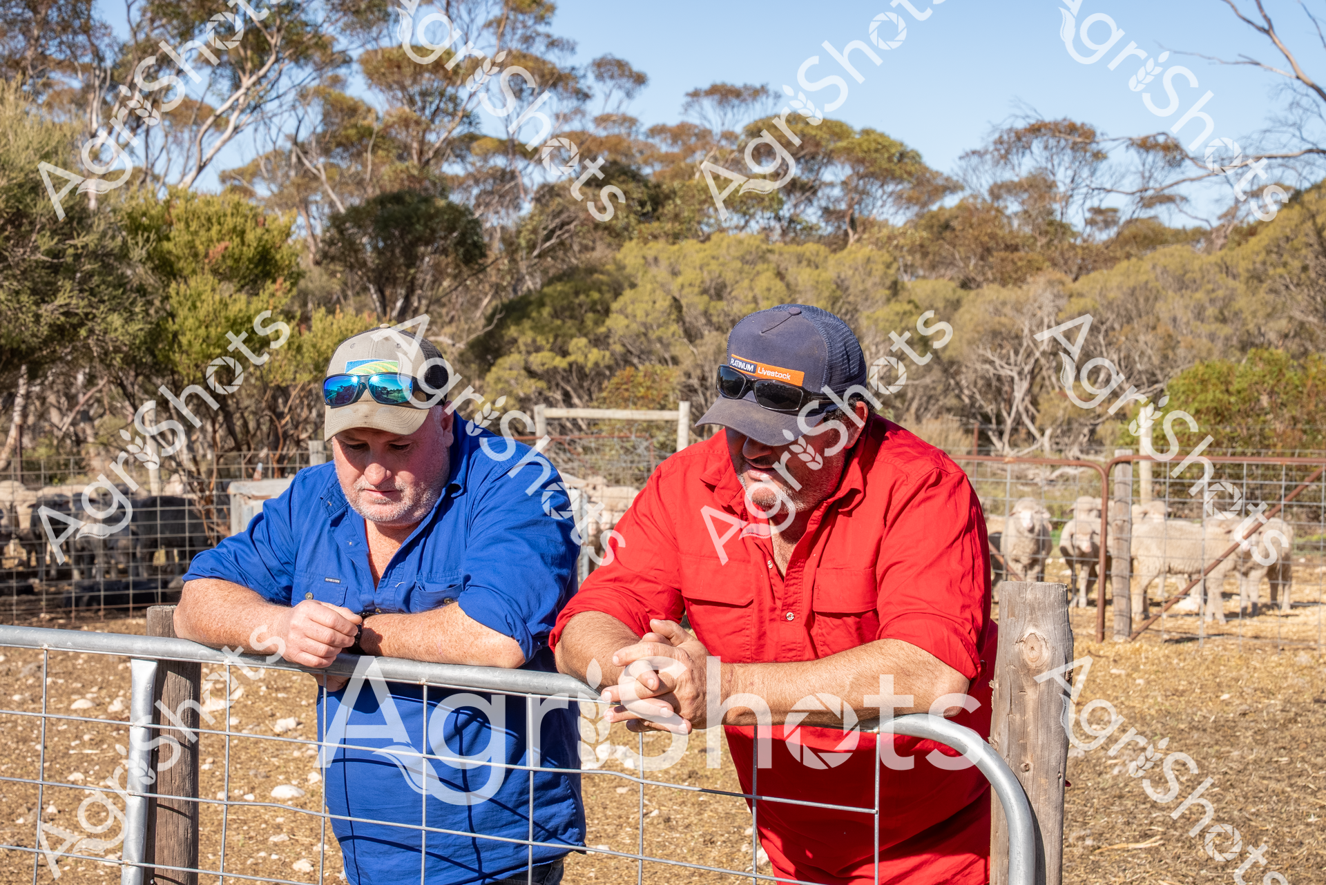 Rural Collaboration: Sheep Yard Consultation

Weathered gum trees frame a sun-drenched pastoral scene where two experienced agricultural workers lean against a wire fence, surveying a paddock of merino sheep. Dressed in high-visibility work shirts - one in vibrant royal blue, the other in bold safety red - these professionals wear protective caps and reflective sunglasses, standard attire for modern rural workers. Their confident, relaxed postures and interlocked hands suggest deep mutual understanding and collaborative problem-solving typical of Australian farming partnerships. The dry, compact earth beneath their feet and the scattered eucalyptus woodland in the background speak to the challenging environmental conditions of inland agricultural regions. Their coordinated stance and matching protective gear highlight the professional approach to livestock management, capturing a moment of quiet strategic discussion in the midst of a working sheep station. The image embodies the resilience, expertise, and unspoken communication that defines contemporary Australian agricultural practice.
