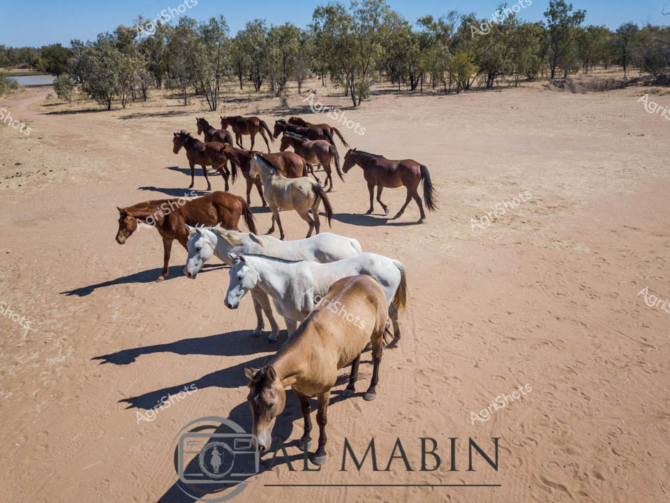 Wild brumbies roam the arid central Australian landscape, casting long shadows across the parched earth during the harsh midday sun. A diverse herd of horses - ranging from rich chestnut and dark bay to striking white and palomino - wander across the dusty, ochre-colored terrain dotted with sparse eucalyptus trees. The horses move with a quiet, unhurried grace, their muscular bodies a testament to their resilience in this unforgiving environment. Sparse ground vegetation and the scattered woodland backdrop highlight the stark beauty of Australia's inland regions, where these feral horses have adapted to survive in challenging conditions. The herd's varied coat colors create a stunning visual palette against the monotone landscape, each horse casting a sharp, elongated shadow that emphasizes the intense sunlight and dry seasonal conditions. This powerful image captures the spirit of Australia's wild horse population, known as brumbies, embodying the untamed freedom and raw survival instinct of these iconic animals in their natural habitat.