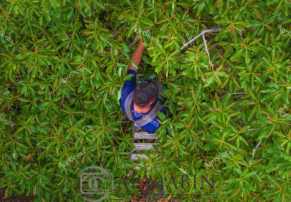 An aerial view captures a farm worker harvesting avocados in the lush green canopy of an avocado orchard in Western Australia's South West Region. The worker, positioned on a wooden platform or ladder system, reaches up into the dense foliage of mature avocado trees during the harvest season. The rich green leaves create a natural carpet across the frame, with the harvesting equipment and collection bags visible among the branches. This overhead perspective showcases the intensive manual labor required for quality avocado production, where workers carefully select ripe fruit from the towering trees that dominate the agricultural landscape of this productive farming region.