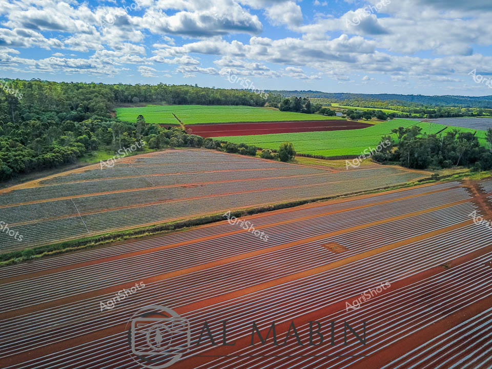 Precision agriculture transforms the undulating Queensland landscape, revealing meticulously prepared agricultural beds stretching across verdant terrain. Rust-red soil contrasts dramatically with vibrant green crop fields, creating a patchwork of agricultural innovation under a sweeping cloudscape of brilliant blue and soft white. Meticulously laser-leveled planting beds demonstrate advanced farming techniques, with parallel rows precisely engineered to optimize irrigation, drainage, and crop yield. The expansive market garden reflects Queensland's agricultural sophistication, showcasing how strategic land management and modern cultivation methods maximize productive potential in challenging subtropical environments. Forested edges frame the cultivated fields, highlighting the delicate balance between managed agricultural systems and natural ecosystems. This aerial perspective captures the intricate choreography of contemporary Australian horticulture - a testament to technological expertise, environmental stewardship, and the ongoing evolution of rural production landscapes.