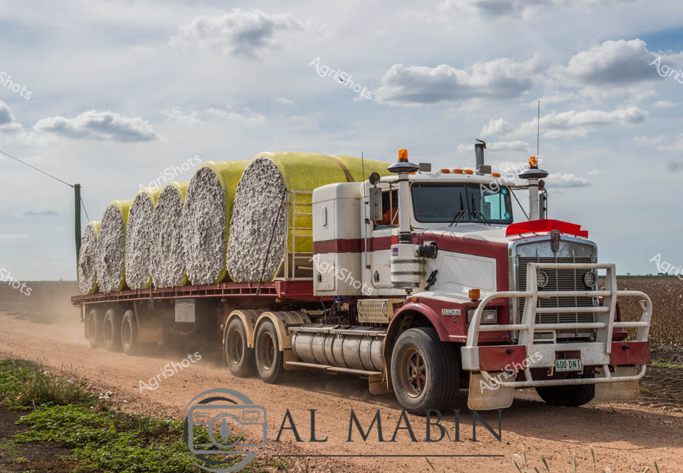 Thundering across a dusty rural Queensland paddock, a robust Kenworth prime mover hauls a trailer loaded with massive cotton bales. The iconic red and white truck kicks up a cloud of fine agricultural soil, representing the critical transportation phase of the cotton harvest supply chain. Each wrapped bale displays a distinctive silvery-gray texture, compressed tightly and secured for transit, symbolizing months of agricultural labor and precision farming. Billowing cumulus clouds drift across a pale blue sky, providing a classic Australian rural backdrop to this agricultural workhorse's journey. The truck's rugged bull bar and high-clearance design speak to the challenging terrain of cotton-growing regions, where unsealed roads and expansive agricultural landscapes demand reliable machinery. This powerful image captures the heart of Australian agricultural logistics - the critical moment when carefully cultivated crops are transformed into valuable export commodities, connecting remote farming regions to global markets.