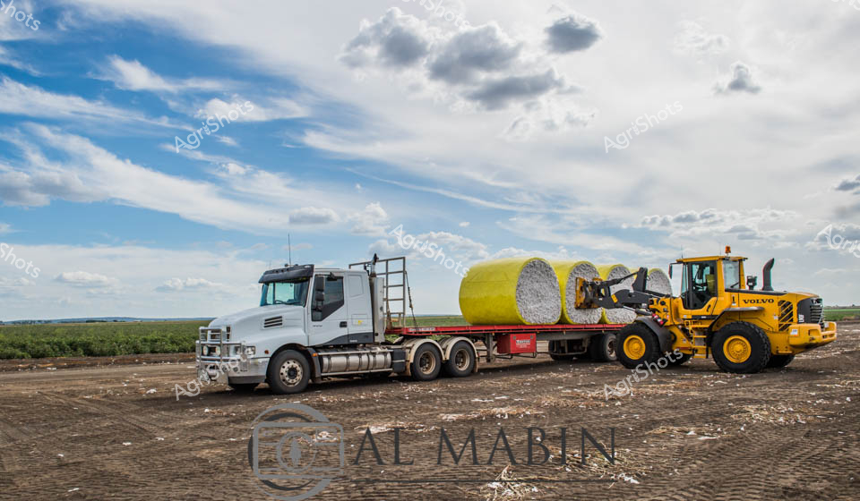 Beneath an expansive Queensland sky, a white prime mover and yellow front-end loader collaborate in the critical task of cotton harvest logistics. Massive yellow bales of pristine white cotton rest on a flatbed trailer, their cylindrical forms a testament to the region's agricultural productivity. The landscape stretches out in a broad, flat vista of rich agricultural land, with green fields meeting a dramatic cloudscape of soft greys and brilliant blue. A powerful wheel loader carefully positions the dense cotton bales, its bright yellow paint standing in sharp contrast to the white truck and the neutral earth tones of the surrounding terrain. This scene captures the precision and scale of modern agricultural operations, where sophisticated machinery transforms delicate cotton fibers into compact, marketable commodities. The image speaks to the technological innovation and hard work that underpins Australia's critical cotton industry, showcasing the seamless interaction between advanced equipment and the fertile landscapes of rural Queensland.