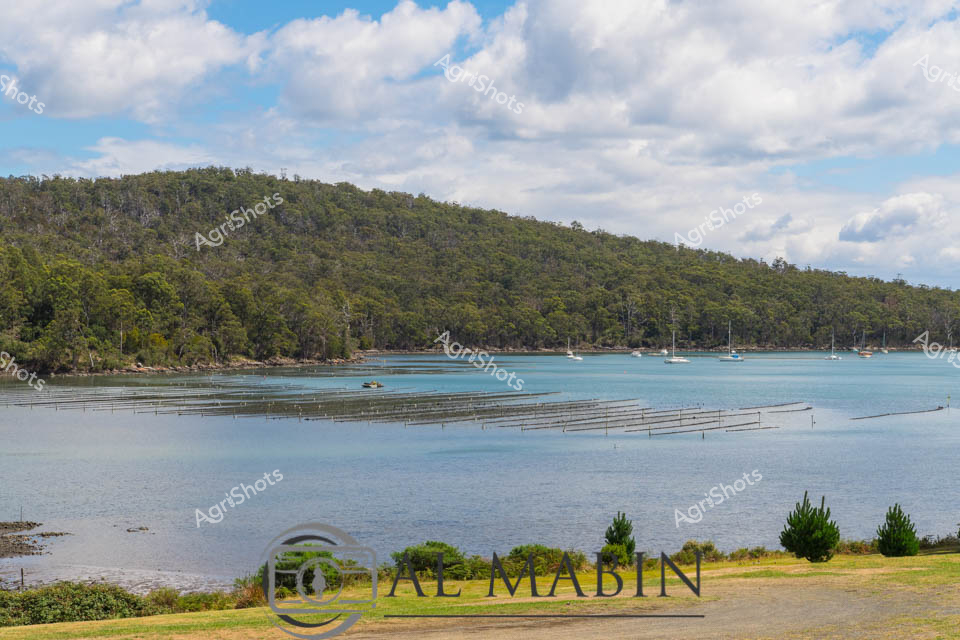 Oyster farming frames this pristine Tasmanian coastal landscape, with neat aquaculture lines stretching across the tranquil azure waters of what appears to be a sheltered bay or inlet. Dense eucalyptus forest cascades down steep hillsides, creating a lush green backdrop to the meticulously arranged oyster cultivation infrastructure. Sailboats drift quietly in the middle distance, suggesting a serene maritime environment typical of Tasmania's renowned shellfish production regions. The foreground reveals a manicured grassy area, providing a clean visual approach to the water and highlighting the interface between land and marine agricultural practices. Soft cumulus clouds drift across a brilliant blue sky, casting gentle shadows and creating a luminous, peaceful atmosphere that captures the essence of Tasmania's sophisticated aquaculture industry. The scene represents a perfect synthesis of natural beauty and sustainable food production, showcasing how carefully managed marine farming can coexist harmoniously with pristine environmental landscapes.