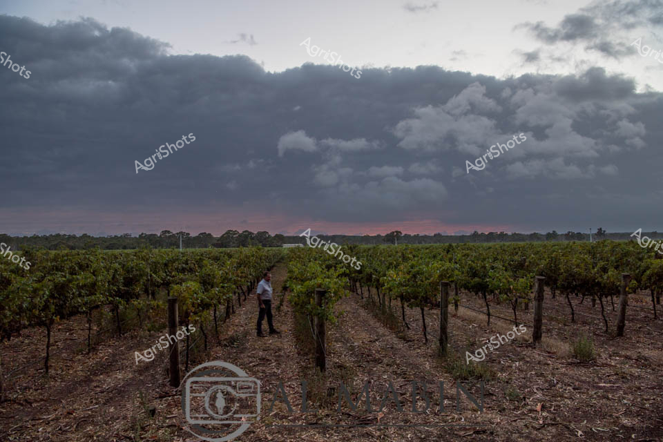A farm worker walks between rows of green grape vines in the renowned Coonawarra Region of South Australia, checking the vineyard under dramatic storm clouds at dusk. The orderly rows of established vines stretch across the landscape, their lush foliage contrasting with the red earth soil beneath. Dark, brooding clouds dominate the sky with hints of pink sunset light breaking through, creating a moody atmosphere over this premium wine-growing region. The scene captures the dedication required in viticulture, where careful tending of the vines is essential for producing quality grapes in one of Australia's most celebrated wine regions.