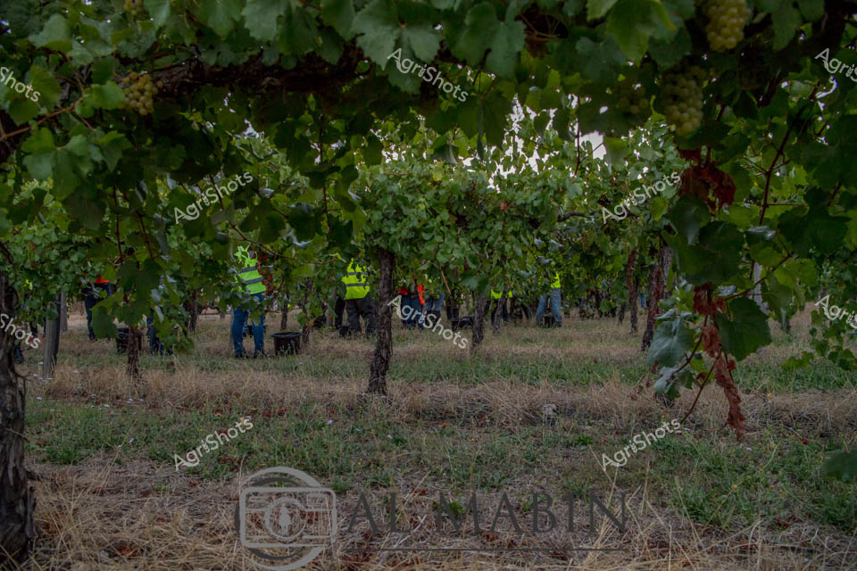 Workers wearing high-visibility safety gear move through a lush vineyard during grape harvest in South Australia's renowned Coonawarra Region. The mature grapevines, heavy with clusters of ripening grapes, create a verdant canopy overhead while the workers navigate between the orderly rows of vines. The rich, fertile soil beneath and the abundant foliage showcase the ideal growing conditions that make this winery region famous for its premium grape production. This scene captures the hands-on nature of harvest season, where careful manual collection ensures the quality of grapes destined for wine production.