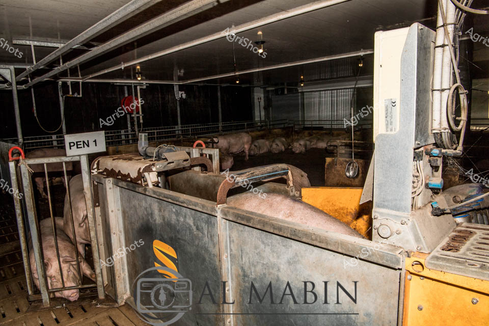 Precision livestock management unfolds within this modern piggery, where Pen 1 houses a carefully monitored group of pink-skinned pigs positioned in a sophisticated metal containment system. Industrial-grade metallic gates and feeding infrastructure define the controlled environment, with yellow and gray mechanical components creating a stark, functional aesthetic. Overhead lighting casts a uniform illumination across the space, highlighting the clean, engineered surfaces and systematic animal housing. The pigs stand quietly in their designated spaces, reflecting contemporary agricultural practices that prioritize efficiency and animal welfare. Robust industrial equipment, including automated feeding mechanisms and climate control systems, underscore the technological sophistication of contemporary large-scale pig farming.