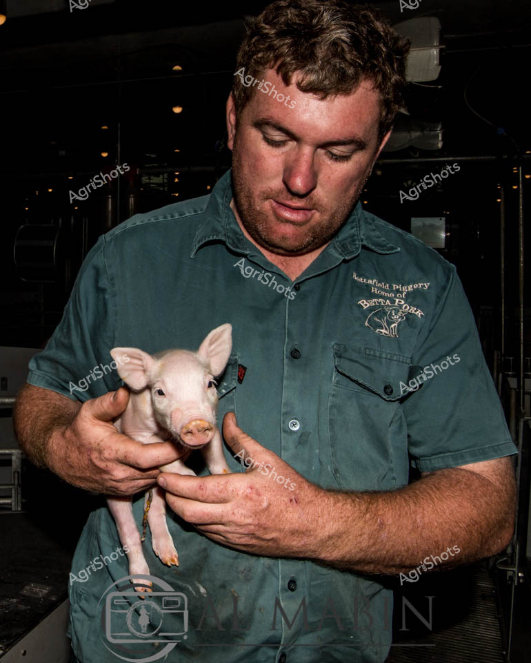 In the dimly lit interior of a modern piggery, a dedicated farm worker cradles a pristine white piglet with gentle expertise. Wearing a teal work shirt branded with "Battlefield Piggery" and bearing the marks of hands-on agricultural labor, the worker displays a careful, nurturing touch characteristic of precision livestock management. The young piglet, small and delicate, displays the clean, pink-skinned perfection of carefully bred livestock, highlighting the advanced genetic and husbandry practices of contemporary Australian large-scale farming. Soft background lighting reveals industrial infrastructure typical of a state-of-the-art piggery, suggesting this scene is likely in Queensland's Banana Shire region, a significant agricultural production zone. The worker's focused downward gaze and secure handling demonstrate the professional care and attention essential in modern pig breeding operations. This image captures the intersection of agricultural science, animal welfare, and the skilled professionals who drive Australia's sophisticated livestock industries.
