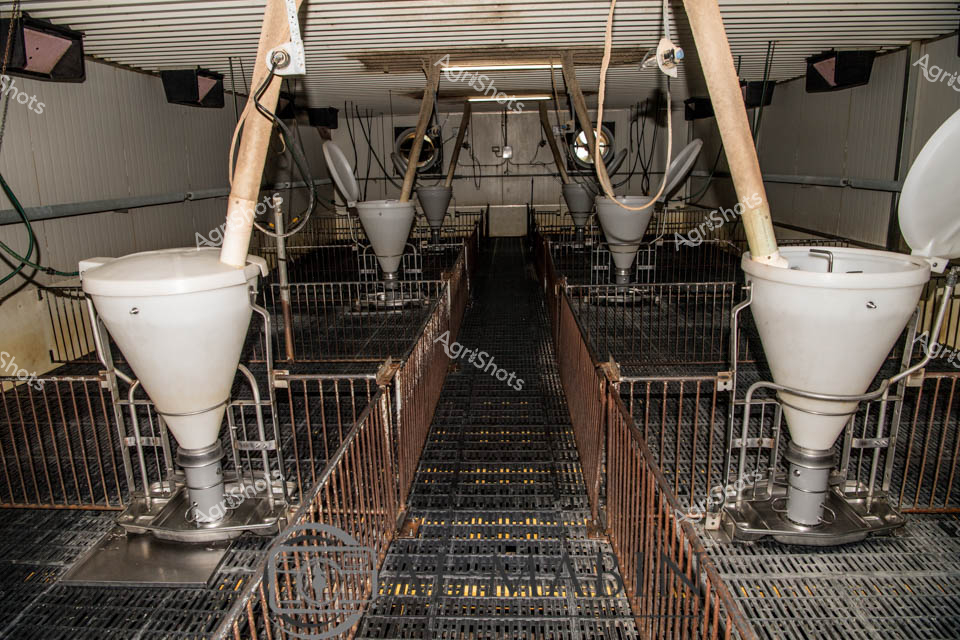 Industrial precision defines this modern piggery facility, revealing the sophisticated infrastructure of contemporary Australian livestock management. White conical feeding hoppers flank a central metal walkway, suspended above meticulously engineered slatted flooring that allows efficient waste management. Galvanized metal barriers create individual pens, each carefully designed to optimize animal welfare and production efficiency. Overhead, a network of cables and support structures suggest advanced environmental control systems, maintaining optimal temperature and ventilation for the animals. The sterile, metallic color palette of greys, whites, and industrial beige speaks to the hygienic and technical nature of large-scale agricultural production. This image captures the intersection of agricultural science, animal husbandry, and technological innovation, showcasing how Queensland's agricultural sectors leverage cutting-edge design to support livestock production.