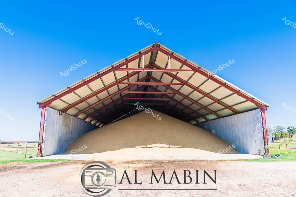 Towering golden grain cascades within a robust steel-framed storage shed, capturing the abundance of a bountiful harvest in rural Queensland. The expansive shed, with its distinctive red-trimmed metal frame and angled roof, shelters a massive mound of harvested wheat, its pale golden hue contrasting against the crisp blue sky and verdant paddock outside. Meticulously engineered to protect valuable agricultural produce, the storage structure represents the pinnacle of modern farming infrastructure, designed to preserve grain quality and enable efficient post-harvest management. The symmetrical architecture of the shed, with its peaked roof and gleaming metal walls, speaks to the precision and technological advancement of contemporary Australian agriculture. Soft natural light floods the interior, highlighting the textural quality of the accumulated grain and creating a sense of agricultural prosperity. This image embodies the scale and sophistication of grain production in Queensland's expansive cropping regions, where advanced storage solutions are critical to managing high-yield harvests.