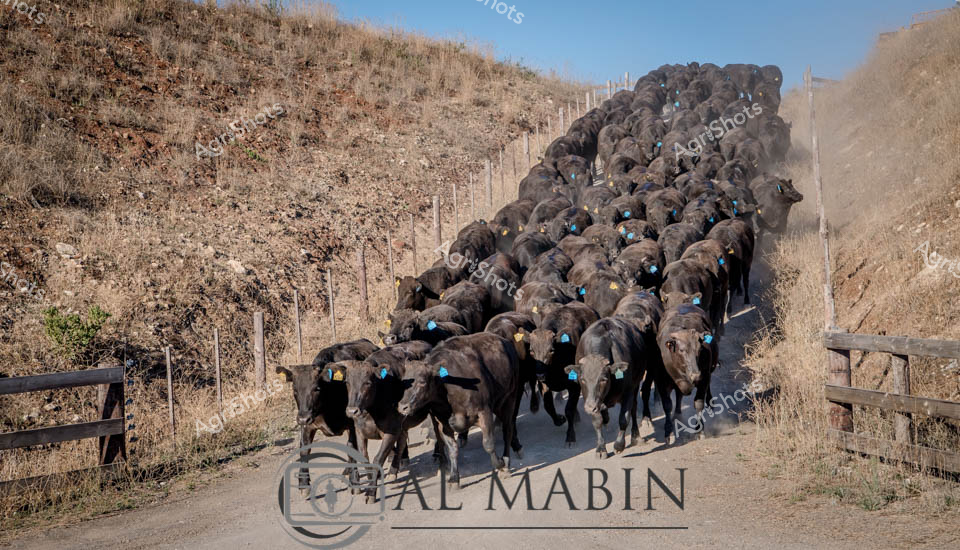 A thundering herd of sleek black Wagyu cattle moves purposefully along a dusty, fenced dirt track in the arid South Australian landscape. The densely packed mob displays uniform dark coloration, with bright blue ear tags standing out against their glossy coats. Dry grassland and rocky terrain frame the narrow path, creating a natural cattle drive corridor lined with weathered wooden fence posts. Kicked-up dust billows behind the herd, capturing the dynamic energy of cattle movement and the rugged pastoral environment. The precise alignment and close grouping of the cattle suggests skilled mustering techniques typical of expert Australian cattle management. This powerful image encapsulates the essence of beef production in the challenging terrain of rural South Australia, highlighting the careful husbandry and agricultural expertise required to manage premium Wagyu livestock.
