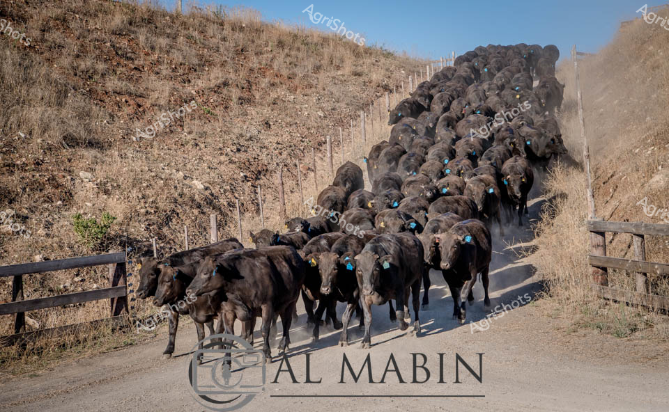 Muscular black Wagyu cattle surge along a dusty farm track, their powerful bodies tightly packed between weathered wooden fencing in a classic South Australian pastoral landscape. Blue ear tags glint against their deep charcoal coats as the herd moves with disciplined momentum, kicking up fine dirt beneath their hooves. Dry grassland slopes rise steeply on either side, creating a natural channel guiding the cattle's deliberate progress, with sparse vegetation highlighting the arid agricultural terrain. The clear blue sky and harsh midday light emphasize the rugged, unforgiving environment that defines cattle farming in this region. Each animal displays the distinctive muscular build of premium Wagyu breeding stock, representing significant agricultural investment and genetic selection.