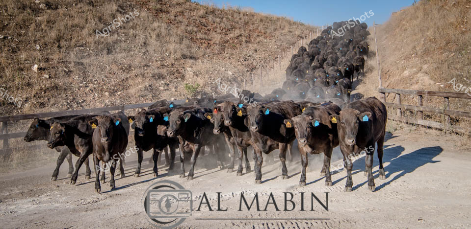 Thundering hooves and billowing dust mark the decisive moment of a Mayura Station cattle muster in the arid South Australian landscape. A tight herd of sleek black Wagyu cattle moves with purposeful precision along a dusty track, hemmed by rocky, golden-brown slopes. Branded with distinctive blue ear tags, these premium beef cattle demonstrate the powerful lineage and careful management of this renowned agricultural enterprise. The early morning light casts long shadows across the rugged terrain, highlighting the muscular frames and uniform movement of the herd. Each animal represents a carefully cultivated genetic line, bred for exceptional meat quality and resilience in challenging pastoral conditions.