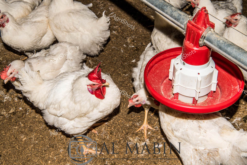 White broiler chickens crowd a dimly lit industrial poultry shed, clustered around a vibrant red automatic feeder mechanism. The dense flock of plump birds with bright red combs sit heavily on a ground covered in straw and agricultural debris, revealing an large-scale farming environment typical of modern egg and meat production. The feeder stands prominently - a mechanical white and red device designed for efficient feed distribution, symbolizing the industrialized approach to livestock management. Feathers drift across the textured ground, highlighting the close proximity and confined conditions of these commercial meat birds. The harsh lighting and sterile infrastructure communicate the systematic, production-focused nature of contemporary poultry farming, where efficiency and scale take precedence over traditional pastoral imagery. This scene captures the stark realities of industrial agricultural processes, where living creatures are transformed into standardized protein production units.