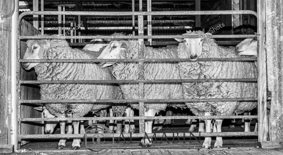 Merino ewes stand tightly packed within the weathered timber yards of a classic Victorian woolshed, their dense, greasy fleece pressed against rough wooden rails. Horizontal bars segment the holding pens, creating a geometric composition of woolly bodies and angular infrastructure. The black and white rendering emphasizes the textural complexity - crisp wooden grain contrasting against the soft, intricate waves of the sheep's wool. These robust ewes represent the backbone of Australia's sheep industry, their stocky frames and thick fleece testament to generations of careful breeding in challenging pastoral landscapes. Soft light filters through gaps in the shed's timber walls, casting subtle shadows that accentuate the animals' muscular forms and the structural integrity of the traditional shearing infrastructure. This intimate portrait captures the quiet dignity of livestock management, a quintessential scene of rural Australian agricultural practice that speaks to the country's deep pastoral heritage.