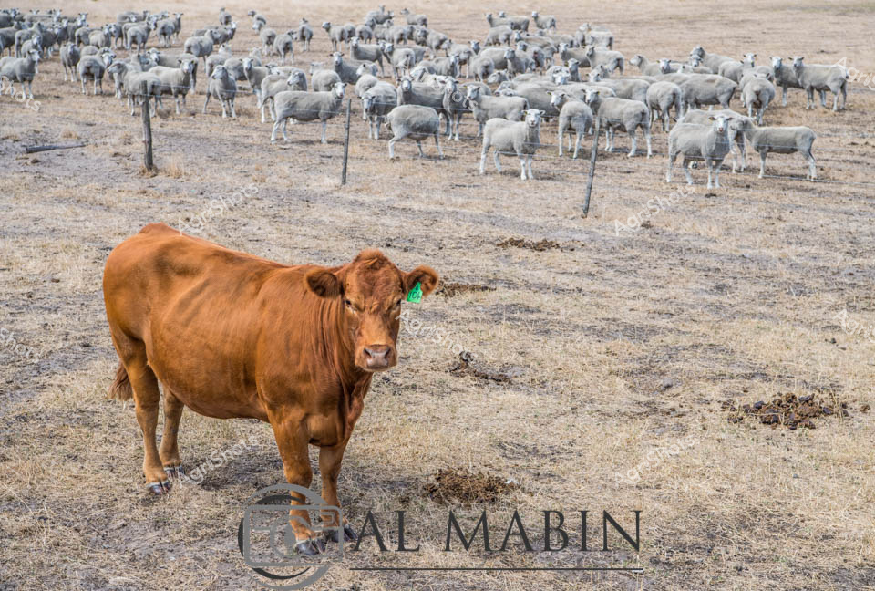 Burnished copper against weathered drought-affected pasture, a robust Limousin beef cow stands sentinel amid a sprawling flock of Poll Dorset sheep. Her rich auburn coat gleams under the harsh midday sun, a striking contrast to the pale grey-white fleece of the densely packed sheep herd behind her. Meticulously fenced paddocks stretch across the arid landscape, revealing the challenging agricultural conditions of South Australia's Barwon South West Region.

The lone bovine, marked with a vivid green ear tag, represents the resilience of Australian livestock breeding - strong, adaptable genetics thriving in unforgiving terrain. Her muscular frame and alert stance suggest a stoic presence, watching over the carefully managed mob with quiet intensity. The parched ground tells a story of persistent drought, yet the carefully tended livestock demonstrate the strategic management of pastoral resources.

This powerful image captures the essence of Australian agricultural endurance: a single premium beef animal amidst a carefully curated flock, symbolizing the intricate balance of stock management and environmental adaptation in one of the world's most challenging farming landscapes.