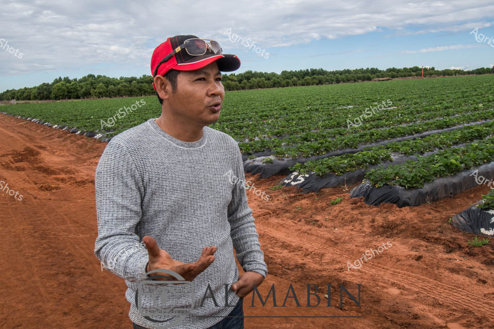 A farmer stands amid rows of meticulously cultivated strawberry fields, the rich red-brown earth contrasting sharply with the vibrant green plants covered in protective black mulch. Wearing a textured grey long-sleeved shirt and a bold red and black baseball cap, the agriculturalist gestures expressively while surveying the carefully tended crop. The landscape stretches out behind him, with mature trees lining the horizon under a soft, clouded sky typical of the Queensland in Queensland. Precision irrigation lines run between the raised beds, demonstrating modern agricultural techniques used in this productive market garden. The scene captures the essence of Australian horticultural expertise - a blend of careful cultivation, technical knowledge, and deep connection to the land. Crisp morning light illuminates the strawberry plantation, highlighting the meticulous care that goes into producing some of Queensland's finest fresh produce.