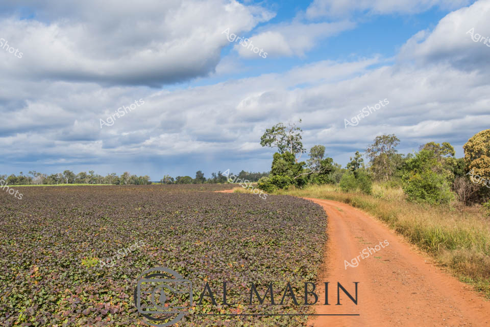 Rust-red earth road winds alongside a freshly tilled market garden field, revealing the rich agricultural landscape of regional Queensland. Young sweet potato crops emerge in neat, dense rows across the dark chocolate-brown cultivated soil, signaling the early stages of a promising harvest. Scattered eucalyptus trees and native grasses frame the field's edge, creating a classic Australian rural panorama under a vast sky filled with soft, billowing clouds. The vibrant orange dirt track contrasts beautifully with the verdant green vegetation and the meticulously prepared agricultural plot, capturing the essence of Queensland's productive horticultural regions. Soft afternoon light bathes the landscape, highlighting the textural complexity of the recently planted field and suggesting the careful work of local farmers preparing for a bountiful sweet potato crop. This image embodies the quiet determination and sophisticated agricultural practices of Queensland's market gardening sector, where generations of expertise meet modern farming techniques.