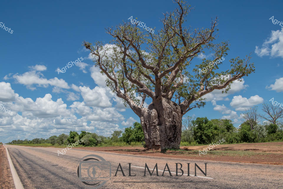 Boab tree standing sentinel beside a remote highway in Western Australia's Kimberley region, its massive silvery-grey trunk and sprawling branches capturing the essence of an ancient landscape. The iconic baobab rises dramatically against a brilliant azure sky dotted with fluffy white cumulus clouds, representing the resilient flora of Australia's northwestern pastoral zones. A weathered bitumen road stretches into the distance, cutting through rust-red earth and surrounding green-brushed savanna woodlands, highlighting the stark beauty of this agricultural frontier. The boab's gnarled, bulbous trunk tells a story of survival, having witnessed decades of pastoral development and harsh seasonal transformations. Its skeletal branches reach outward like weathered arms, embodying the rugged spirit of the landscape and the agricultural communities that inhabit this challenging terrain.