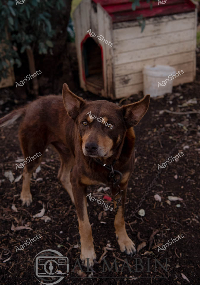 A weathered cattle dog stands sentinel in a rustic rural yard, embodying the resilient spirit of Australian farm life. His rich chocolate-brown coat and alert ears speak to generations of working dog breeding, honed for mustering livestock across challenging outback terrain. Behind him, a weathered wooden dog kennel with a faded red roof provides a stark backdrop of practical farm infrastructure, surrounded by bare earth scattered with fallen leaves. The dog's intense gaze and muscular stance suggest years of experience working cattle, his lean body a testament to the hard work and endurance required of working dogs in agricultural settings. His red collar provides a subtle pop of color against the earthy brown and green environment, highlighting the connection between working animals and their rural landscape. This image captures the essence of Queensland's agricultural heritage - a loyal, hardworking companion ready to assist farmers in the challenging work of managing livestock across vast and demanding landscapes.