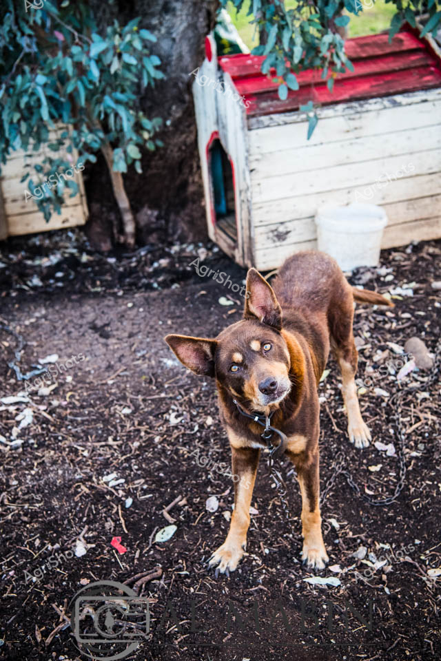 A weathered rural canine stands alert in a cluttered farm yard near an aged wooden dog shelter, capturing the rugged spirit of Australian rural life. The mixed-breed dog, likely a working breed with Australian cattle dog lineage, displays a keen and watchful stance amidst scattered ground debris and surrounding greenery. His rich brown and tan coat blends with the earthy tones of the compacted soil, suggesting resilience and adaptability common to working dogs in harsh agricultural environments. Sharp, attentive ears and an intense gaze reflect the dog's integral role in farm operations, potentially as a livestock guardian or herding assistant. The rustic white and red wooden dog house behind him suggests a modest but functional farm setting, typical of Queensland's rural landscapes. The surrounding environment - with its tree foliage, scattered ground cover, and weathered structures - tells a story of endurance and practical living characteristic of Australian agricultural communities.