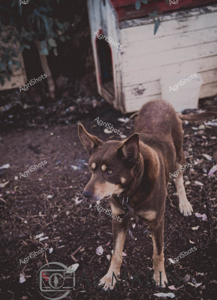 Rural Canine Companion: A weathered working dog stands alert in a rustic farm setting, his lean brown and white coat blending with the dusty ground near a weatherboard shed. The dog, likely a Queensland cattle dog breed, displays the quintessential sharp focus and athletic build of Australia's legendary pastoral working breeds. Gravel and scattered leaves surround him, suggesting a late autumn or winter scene with muted, earthy tones. His keen eyes scan the environment, muscles tensed and ready for potential herding or guarding duties, embodying the resilient spirit of rural Australian working animals. The aged wooden dog shelter behind him speaks to generations of farm companionship, with peeling white paint and a rugged presence that mirrors the dog's own hardy nature. This image captures the unspoken bond between working dogs and agricultural landscapes, where these intelligent animals are not just pets, but critical partners in farm management and survival.