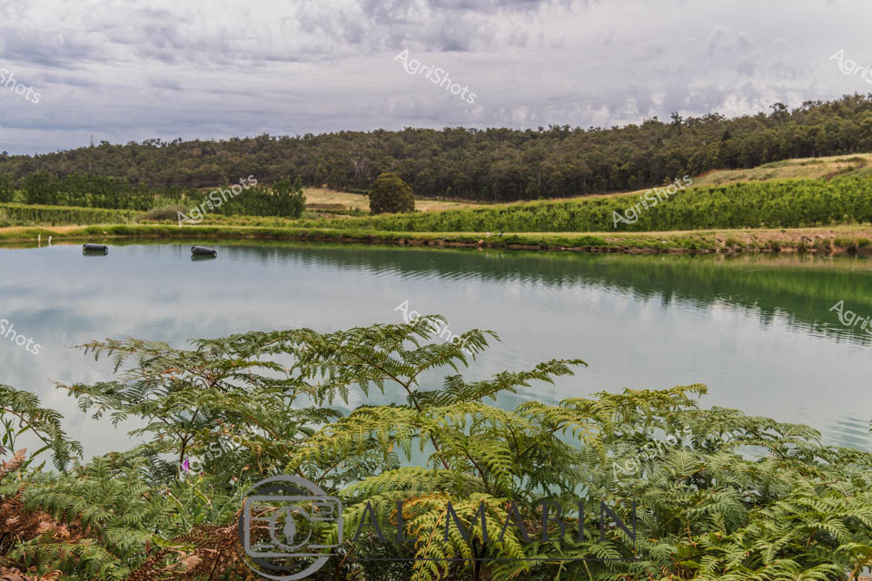 Rural Water Reservoir in Western Australian Orchard

Tranquil waters of a farm dam reflect the soft, overcast skies of a temperate agricultural landscape. Lush green ferns frame the foreground, highlighting the verdant orchard rows stretching along the water's edge. Two floating devices - likely irrigation monitoring equipment - drift quietly across the mirror-like surface, suggesting sophisticated water management techniques. Dense eucalyptus woodland rises in the background, creating a classic West Australian pastoral panorama that speaks to the region's carefully balanced agricultural ecosystem. The subtle gradations of green - from the delicate fern fronds to the structured orchard plantings to the deep forest beyond - demonstrate the nuanced palette of a working agricultural landscape. This serene scene captures the essence of West Australian agricultural innovation: strategic water use, carefully cultivated land, and a harmonious relationship between cultivated and natural environments.