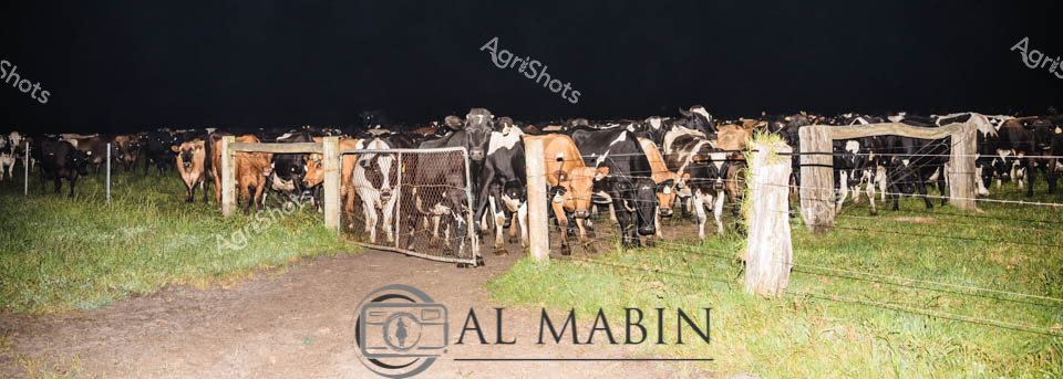 Nocturnal dairy herd clustered within a rustic timber-post paddock fence, illuminated by moonlight and farm lighting. A diverse mix of Holstein and Jersey cattle stand closely together, their distinctive black-and-white and rich caramel coats creating a textural mosaic against the soft green pasture. The nighttime agricultural scene captures the quiet intensity of farm life, where livestock are managed around the clock, even during darkness. Wooden fence posts and wire mesh define the boundary, creating a structured yet organic composition that speaks to generations of pastoral agricultural practice. The ground shows a well-worn dirt path, indicating frequent movement and careful livestock management.