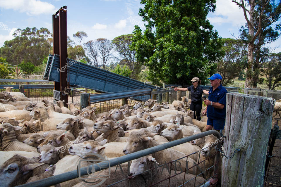 Two farm workers operate sheep yards in Western Australia, using a drafting gate system to sort a large flock of sheep. The men stand beside the metal yards filled with woolly sheep, likely Merinos, while managing the mustering equipment surrounded by gum trees. The scene captures typical Australian sheep station operations with the distinctive countryside landscape of paddocks and native vegetation in the background.