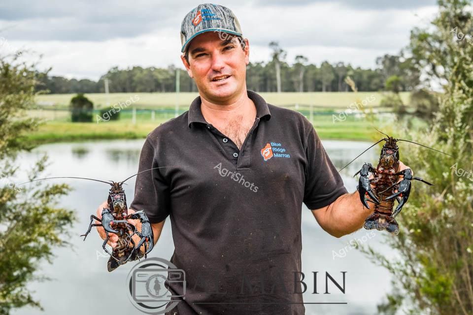 A man working in aquaculture proudly displays two freshly caught crayfish beside a dam in Western Australia's Maron region. He wears a dark polo shirt and camouflage cap while standing among green vegetation near the water's edge. The rural setting showcases the thriving freshwater aquaculture industry, with the man's confident smile reflecting successful harvesting from the productive dam system.