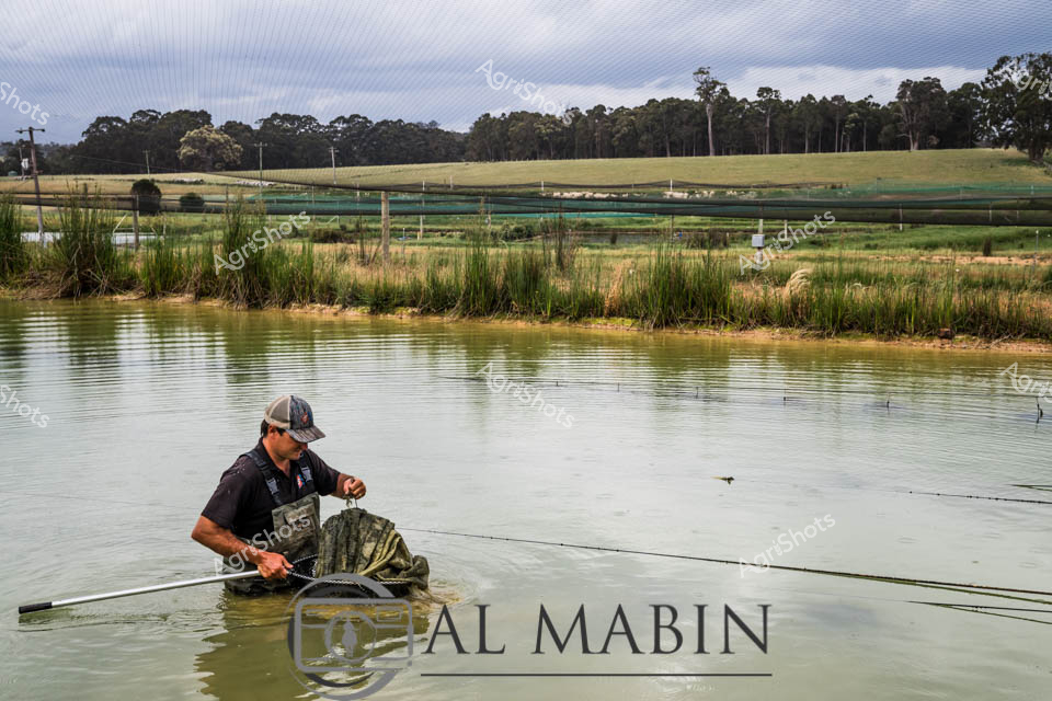 An aquaculture farm worker tends to fish ponds in Maron, Western Australia, carefully monitoring water quality and fish health. The worker sits partially in the shallow water of a rectangular dam, managing equipment essential for successful fish farming operations. Rolling hills and dense eucalyptus forest create a scenic backdrop to this rural aquaculture facility, while reedy vegetation lines the pond edges providing natural filtration. The scene captures the hands-on nature of modern Australian aquaculture, where dedicated farm workers maintain optimal conditions for sustainable fish production in purpose-built water systems.