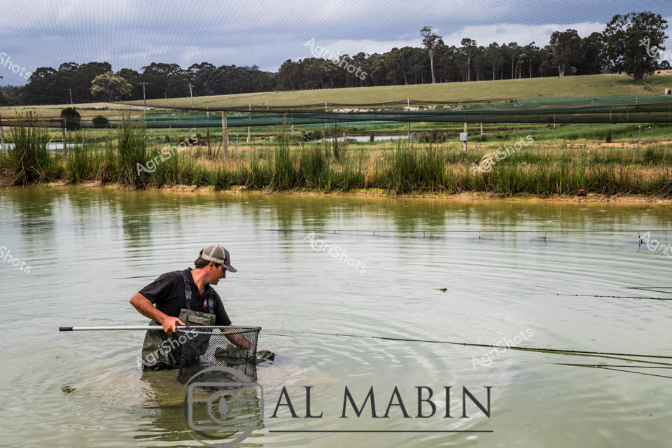 A man working in aquaculture wades through the shallow waters of a dam in Western Australia's Maron region, operating a specialized net or basket system for fish or crustacean harvesting. The worker is positioned in the calm water body surrounded by natural vegetation and rolling hills, demonstrating the integration of water-based farming within the rural Australian landscape. Green netting and infrastructure visible in the background indicate this is an established aquaculture operation utilizing dam water resources for sustainable food production.