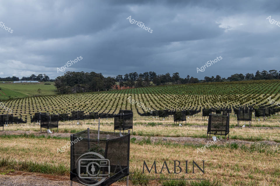 Shadowed by brooding steel-gray skies, this expansive avocado plantation stretches across the fertile landscape of Western Australia's South West Region. Precise rows of young avocado trees stand protected within individual black mesh guards, creating a geometric landscape of agricultural precision against the dry golden grassland. Dark green tree lines and distant forest edges frame the plantation, highlighting the methodical cultivation of this valuable crop. Overcast light softens the textures of the meticulously arranged orchard, revealing the careful planning and investment required to establish a commercial avocado plantation in this challenging rural environment. The scene captures the intricate balance between structured agricultural development and the natural Western Australian landscape, embodying the region's sophisticated approach to modern produce cultivation.