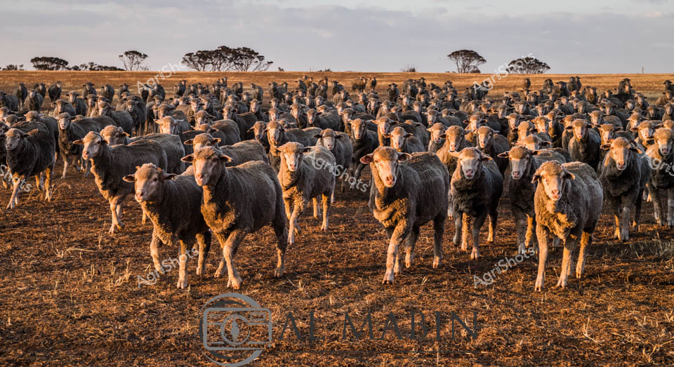 A large flock of Merino sheep congregates in a dusty paddock during golden hour lighting in Western Australia's agricultural region. The woolly sheep, numbering in the hundreds, are clustered together on bare earth with scattered trees dotting the horizon under an overcast sky. The warm evening light illuminates their thick fleeces as they stand in the expansive rural landscape typical of WA's pastoral country.