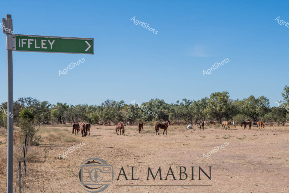 Dusty paddocks stretch beneath a crystalline blue sky at Iffley Station, a quintessential Central Queensland pastoral landscape. A dispersed herd of hardy station horses grazes across the dry, golden ground, their varied coat colors ranging from rich bay and chestnut to palomino and dun. Sparse eucalyptus trees provide minimal shade, highlighting the resilient nature of these working horses adapted to the harsh inland environment. The weathered green directional sign for Iffley stands sentinel, marking this remote location where generations of stockmen have worked the land. The scene breathes with a sense of quiet independence, where these horses represent not just livestock, but partners in the challenging work of station management.