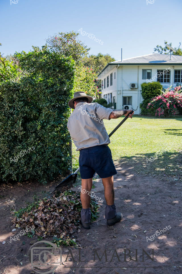 Rural Queensland Yard Maintenance

A gardener in a wide-brimmed sun hat and crisp light shirt carefully rakes fallen leaves and garden debris in the manicured yard of a classic Queensland homestead. Standing against a lush green backdrop of dense shrubs and flowering bougainvillea, the worker methodically gathers a substantial pile of dried leaves and organic matter, revealing the rich earthen path beneath. The white timber house with its characteristic queenslander architecture sits peacefully in the background, flanked by mature trees and well-tended landscaping. Soft morning sunlight casts gentle shadows across the lawn, highlighting the meticulous care taken in maintaining this rural property. The scene captures the quiet dignity of rural property maintenance, where attention to detail and consistent care preserve the beauty of the landscape. Dressed in practical navy shorts and work boots, the gardener embodies the hard-working spirit of Queensland's rural communities, quietly performing essential tasks that keep the homestead looking pristine.