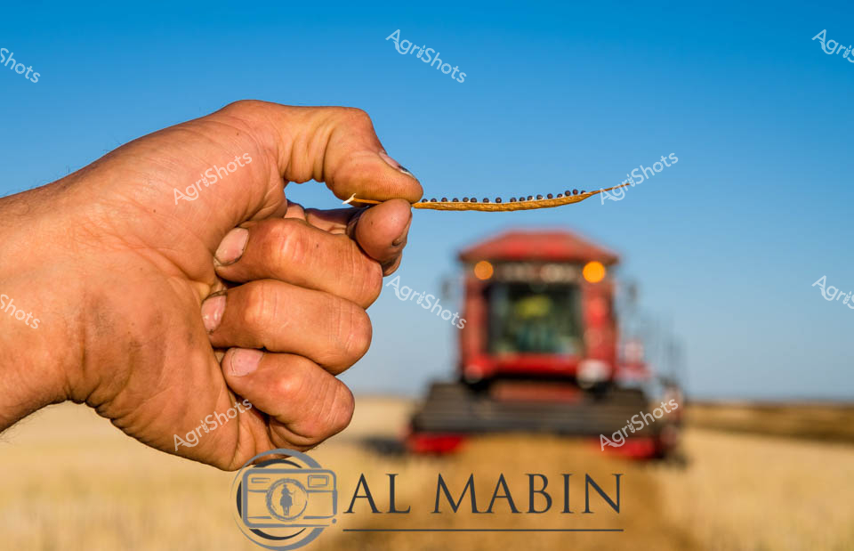A farmer's weathered hands hold golden canola seeds during harvest time in Western Australia's agricultural heartland. The close-up shot captures the tactile connection between farmer and crop, with individual canola seeds clearly visible against calloused fingers that speak to years of agricultural work. In the soft-focus background, a red Case header moves methodically through the golden canola fields under brilliant blue skies, representing the mechanized efficiency of modern cropping operations. This intimate moment showcases the hands-on relationship between farmer and harvest, where quality assessment of the precious oilseed crop determines the success of another growing season in Australia's vital canola-producing regions.